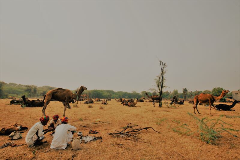 The nomadic Raika people are the traditional caretakers of Rajasthan's camels