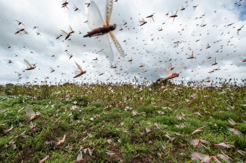 Swarms of desert locusts fly up into the air from crops in Katitika village, Kitui county, Kenya. AP