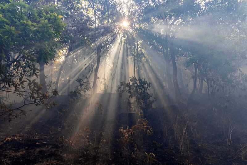 Sun rays amongst the trees during a forest fire near Godawari village, on the outskirts of Kathmandu, Nepal. EPA