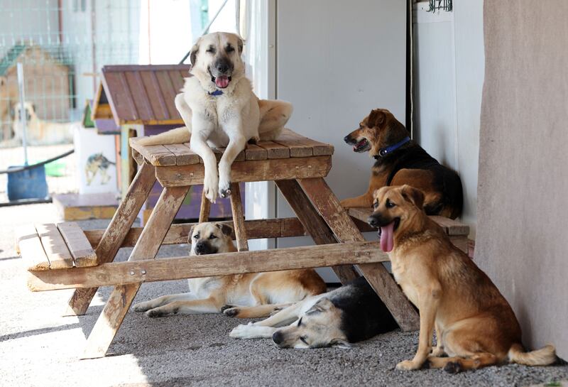 Director Serge Avedikian, whose film 'Barking Island' about the experiment won the Short Film Palme d'Or in Cannes in 2010, thinks dogs are victims of politics. 'A century later, dogs are again being used as scapegoats,' he said. "Since there's no dialogue in society and no agreement on hardly any issue, they settle scores through dogs."