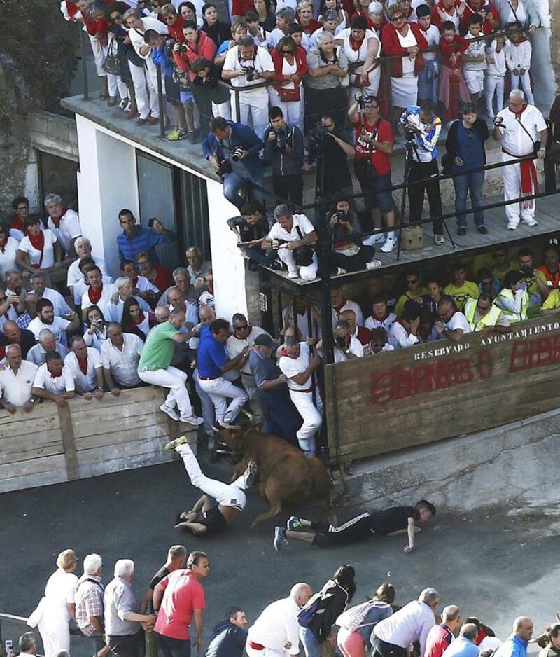Men try to escape a raging bull during the sixth day of the Pilon bull runs in Falces, Navarra, northern Spain. Jesus Diges / EPA