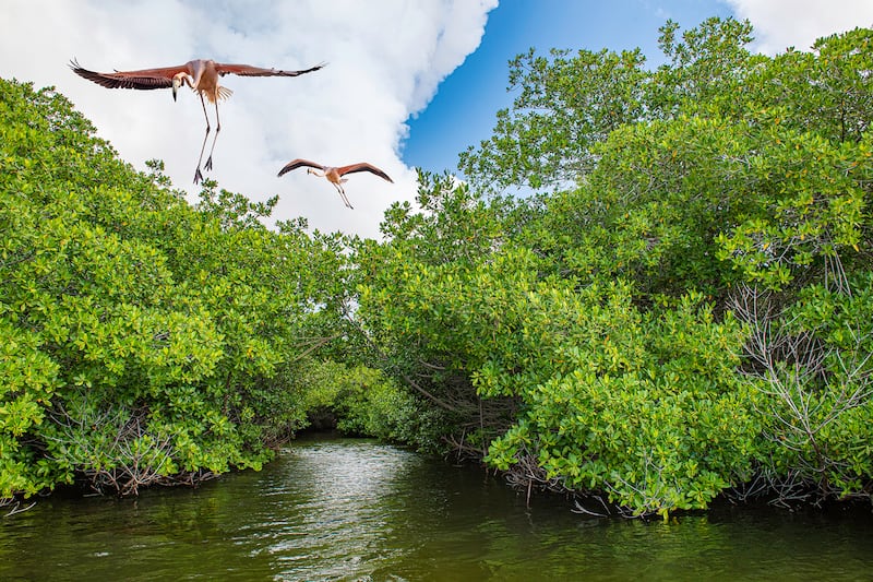 Highly Commended, Mangroves & Wildlife,  Lorenzo Mittiga, Netherlands Antilles. Photo: Lorenzo Mittiga / Mangrove Photography Awards