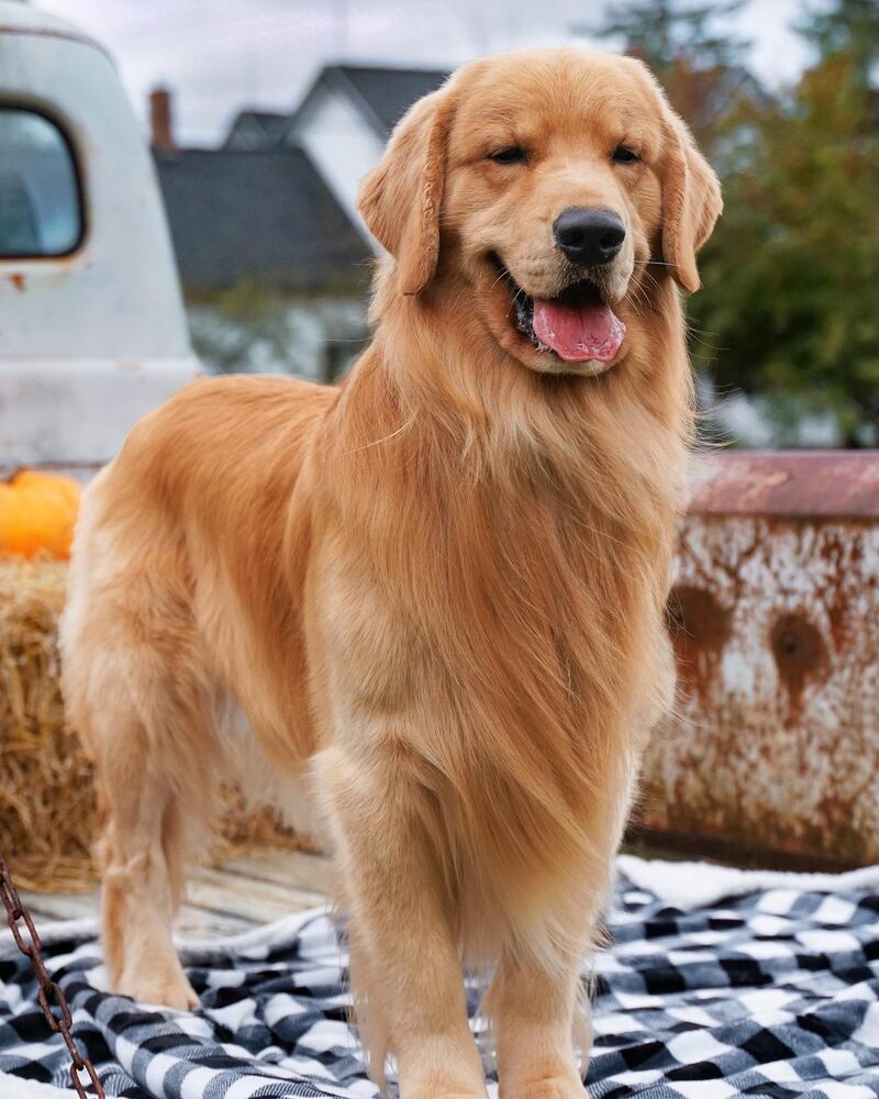 YouTube star Tucker Budzyn, a golden retriever, has a net worth of $1.5m. Photo: Instagram / @tuckerbudzyn