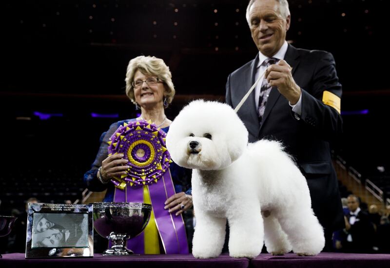 A Bichon Frise named Flynn stands with handler Bill McFadden, right, and judge Betty-Anne Stenmark, left, after winning 'Best In Show' at the 2018 Westminster Kennel Club Dog Show. EPA