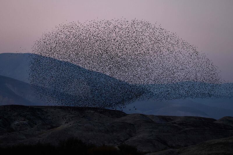 A murmuration of starlings flock above the Jordan valley in the West Bank.   AFP