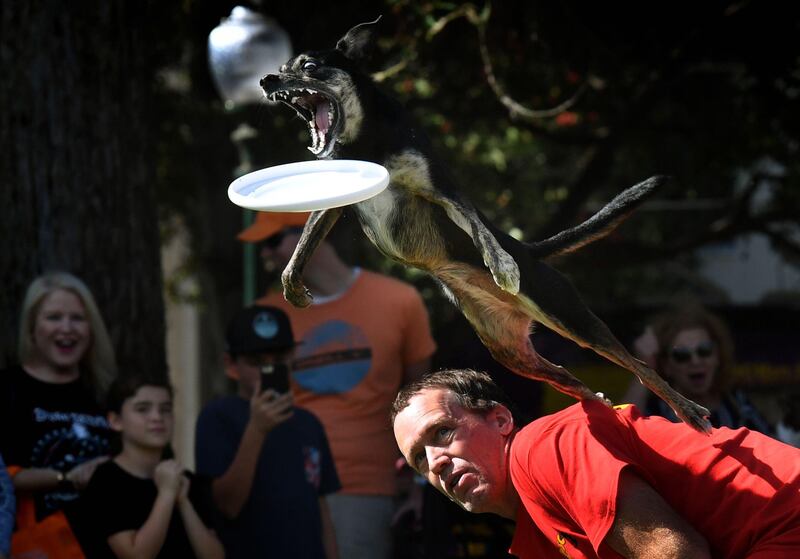 Brad Sattler watches his dog catch a frisbee during the Disc Dogs event, at 'Woofstock 90210' in Beverly Hills, California. Mark Ralston / AFP Photo