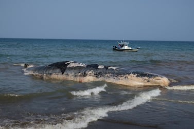 Fujairah plans to exhibit the skeleton of the sperm whale. Courtesy Balazs Buzas / Al Mayya Sanctuary