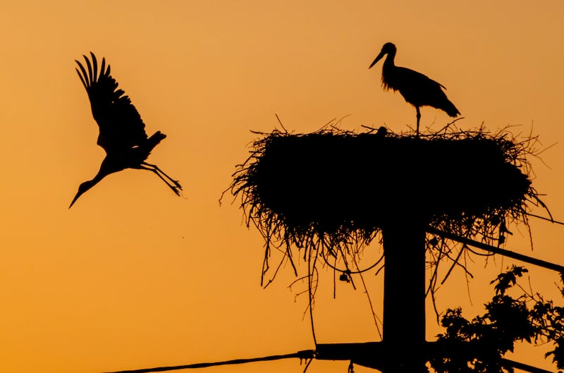 A stork starts off its nest in the Taunus region near Frankfurt. AP