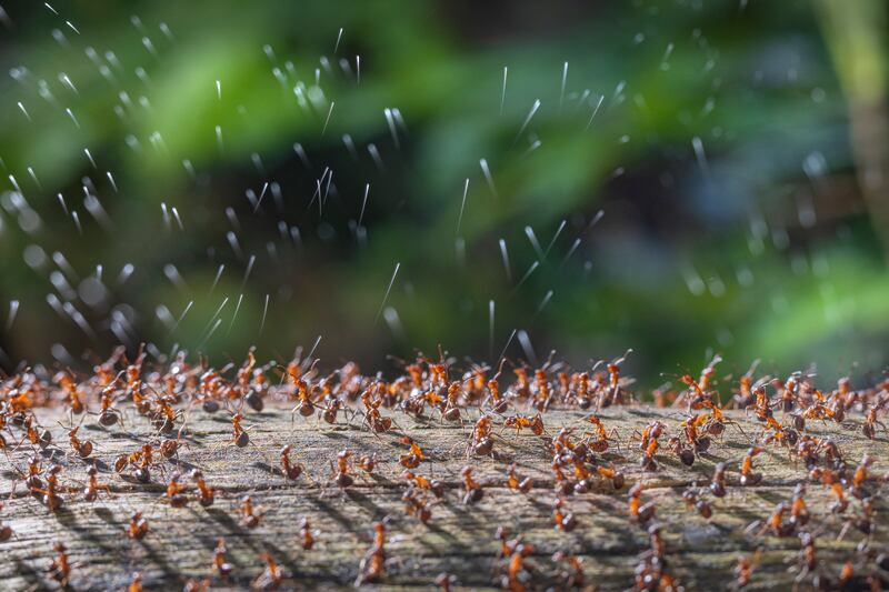 Winner of the Insects category: Wood Ants Firing Acid Secretion by Rene Krekels. Wood ants defend their community by spraying acid in the Netherlands. Photo: Rene Krekels / cupoty.com