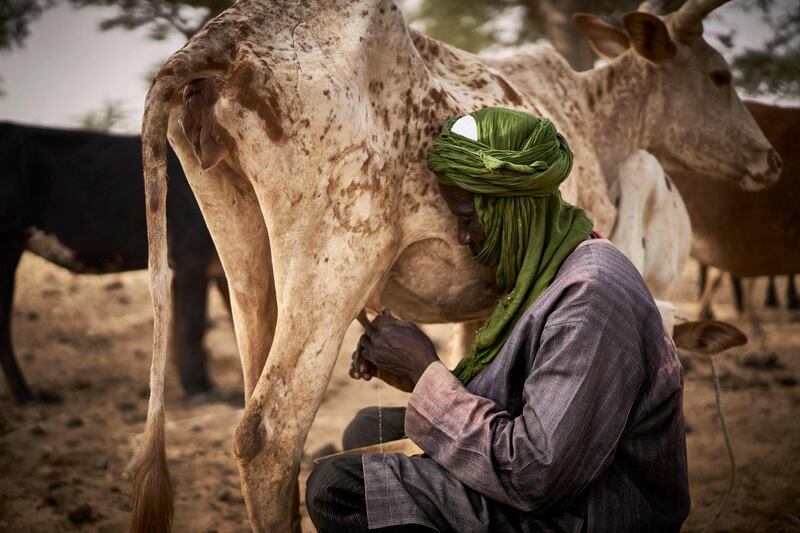 A herder milks a cow on his farm on the outskirts of Sevare, central Mali. AFP