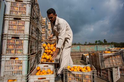 Farmers begin the orange harvest season in Egypt, in  December. The shipping industry disruption caused by Houthi attacks has affected the country's fruit exports. Getty Images