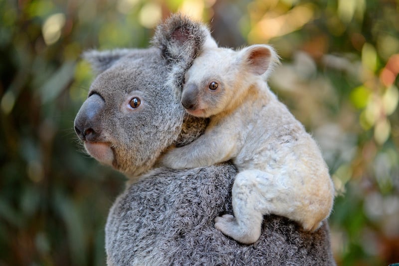 This undated handout from the Australia Zoo received on August 22, 2017 shows a white koala joey on her mother Tia at the Australia Zoo on Queensland's Sunshine Coast.
The female joey's extremely pale colouration is caused by a recessive gene and thought to be inherited from her mother Tia who has had other pale coloured joeys in the past.  The joey is yet to be named with Tourism Australia set to encourage naming suggestions. / AFP PHOTO / AUSTRALIA ZOO / Handout / RESTRICTED TO EDITORIAL USE - MANDATORY CREDIT "AFP PHOTO / AUSTRALIA ZOO" - NO MARKETING NO ADVERTISING CAMPAIGNS - DISTRIBUTED AS A SERVICE TO CLIENTS - NO ARCHIVE

