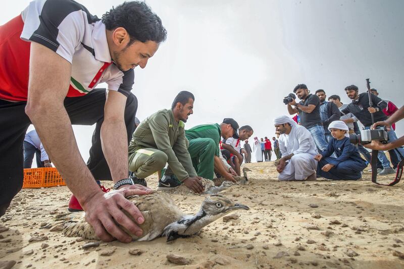 AL AIN, UNITED ARAB EMIRATES - Members of the UAE Special Olympics preparing to release the birds at the release of 50 Houbara birds into their Habitat of the UAE desert by The International Fund for Houbara Conservation (IFHC).  Leslie Pableo for The National