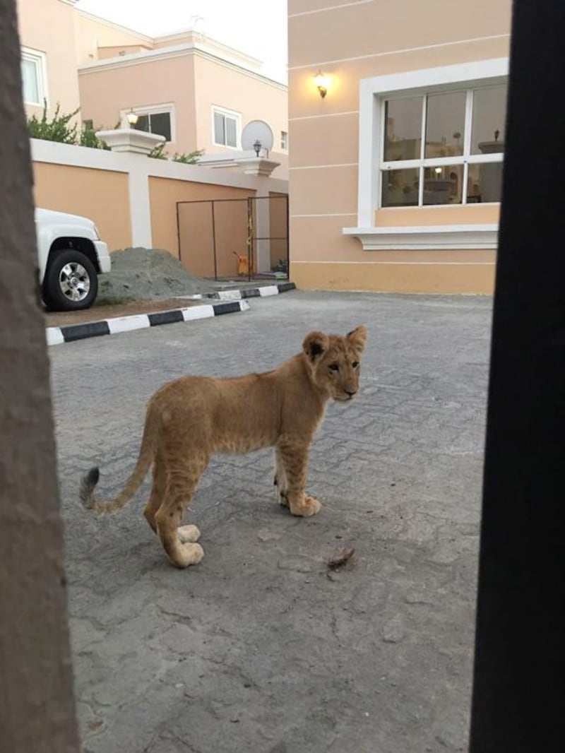 A stray lion cub roams in Khalifa city.



