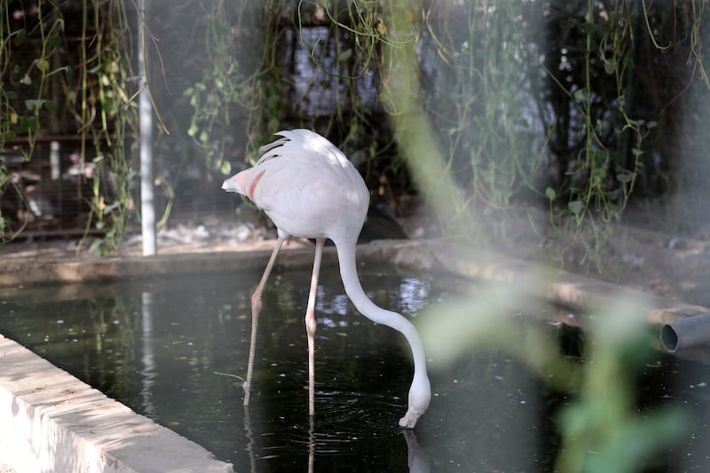 A flamingo at RAK Natures Treasures