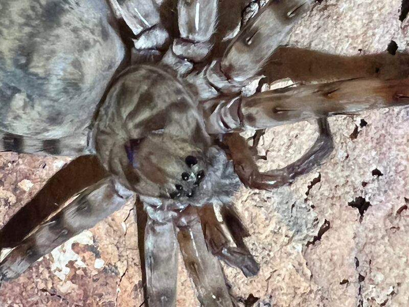 A cave-dwelling spider.