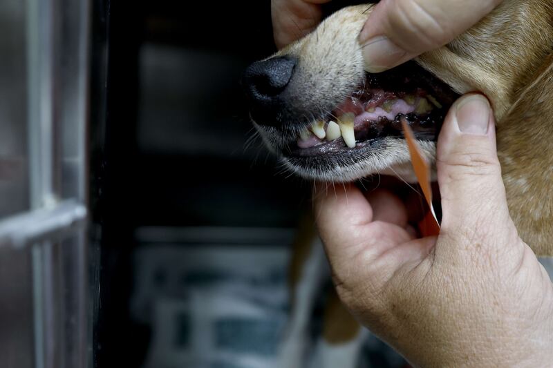 A beagle's teeth are shown prior to dental work at Paw Prints Animal Hospital and before going to a foster home. Getty Images / AFP
