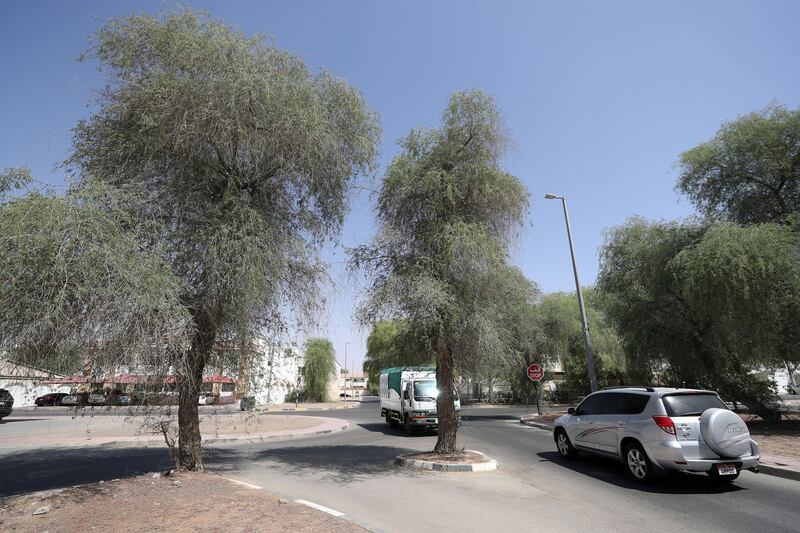 A Ghaf tree located at Al Futanaa Street in Al Ain City. A general view of trees in Al Ain where roads are built around the tree to avoid cutting them down.