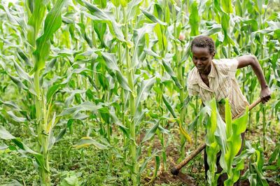 Nuru International is working with farms in Africa. Courtesy Zayed Sustainability Prize