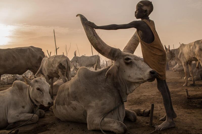 A Sudanese boy from Dinka tribe touches the horns of a cow at their cattle camp in Mingkaman, Lakes State, South Sudan. All photos by Stefanie Glinski / AFP Photo