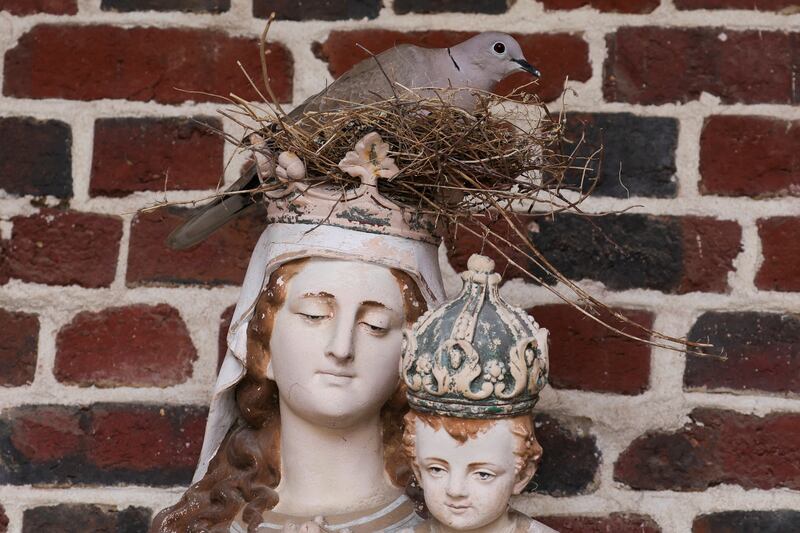 A dove incubates her eggs in a nest built on the head of a statue representing the Virgin and Child in a chapel in Ribecourt-la-Tour, France. Reuters