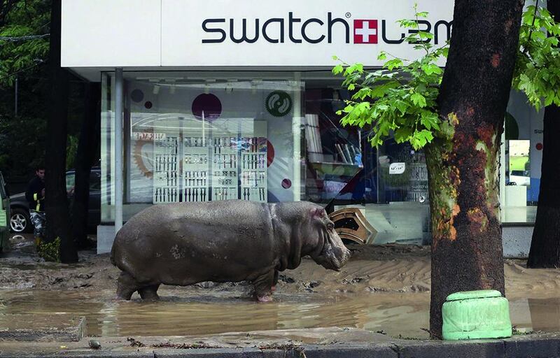 A hippopotamus walks through streets in Tbilisi, Georgia, after the many of city’s zoo animals escaped during flash flooding in June.  Beso Gulashvili / Reuters / June 14, 2015
