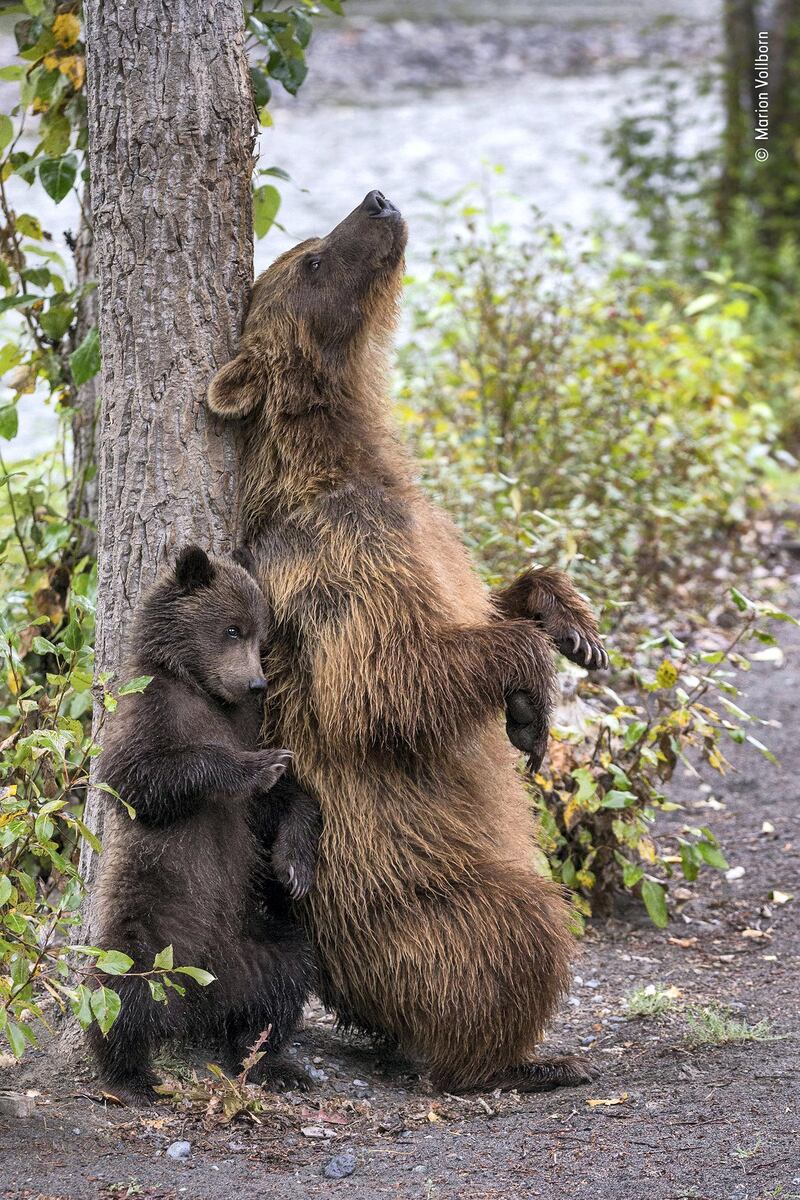 Mother knows best by Marion Volborn, Germany. While on a bear watching trip to the Nakina River in British Columbia, Canada Marion spotted a grizzly bear and her young cub approach a tree. The mother bear started to rub against the tree trunk and was followed shortly by the cub, imitating its mother. Marion Volborn / Wildlife Photographer of the Year