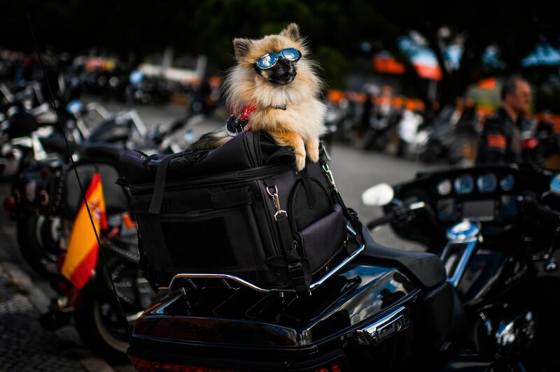 A dog wearing sunglasses sits on top of a motorcycle during the 28th annual Harley Davidson rally in Cascais, Portugal. AFP