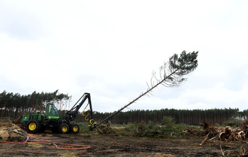 A worker cuts trees at the area where U.S. electric vehicle pioneer Tesla plans to build a Tesla Gigafactory in Gruenheide near Berlin, Germany. Reuters