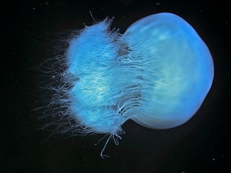 A jellyfish swims in the Mediterranean sea waters off the shore of Lebanon's northern coastal city of Tripoli on July 12, 2022.  - The invasive jellyfish species "Rhopilema Nomadica" has been entering the Mediterranean sea through the Suez Canal from the 1970s onwards.  The increasing jellyfish population is due to rising seawater temperatures, and is becoming a threat to the Mediterranean ecosystem, scientists have warned.  (Photo by Ibrahim CHALHOUB  /  AFP)