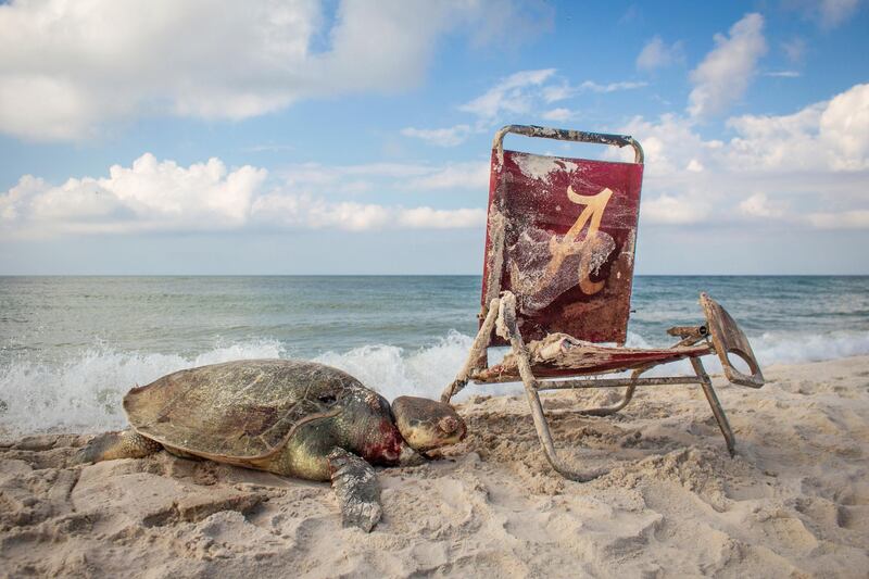 'Beach Waste' by Matthew Ware, from the USA. Highly Commended in the Wildlife Photojournalism. From a distance, the beach scene at Alabama’s Bon Secour National Wildlife Refuge looked appealing: blue sky, soft sand and a Kemp’s ridley sea turtle. But as Matthew and the strandings patrol team got closer they could see the fatal noose around the turtle’s neck attached to the washed-up beach chair. Matthew Ware / Wildlife Photographer of the Year