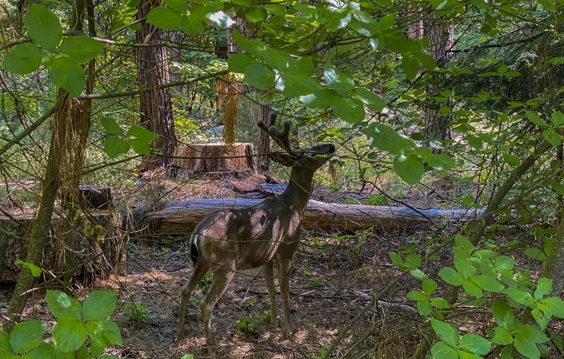 A deer feeds next to a bikeway in the Yosemite National Park, California, USA. AFP