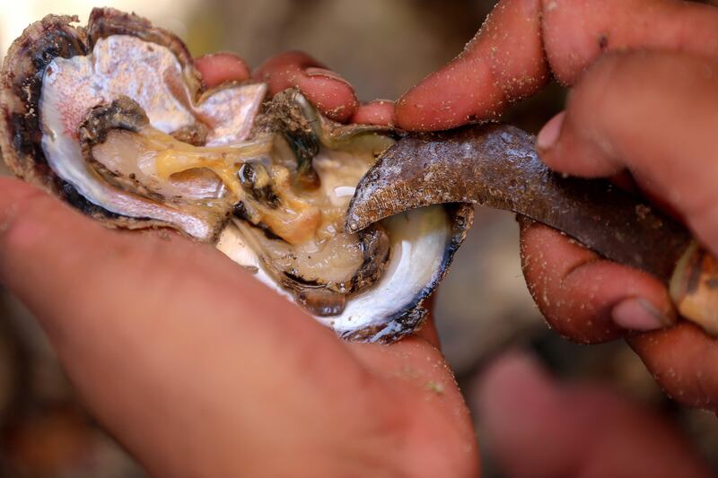 A Kuwaiti diver finds a small pearl in an oyster shell.
