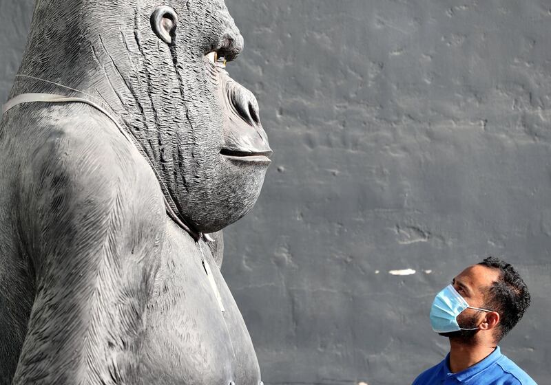 Dubai, United Arab Emirates - Reporter: N/A. News. Coronavirus/Covid-19. A man stares up at a statue of a gorilla with a mask on to prevent the spread of Covid-19. Wednesday, October 21st, 2020. Dubai. Chris Whiteoak / The National