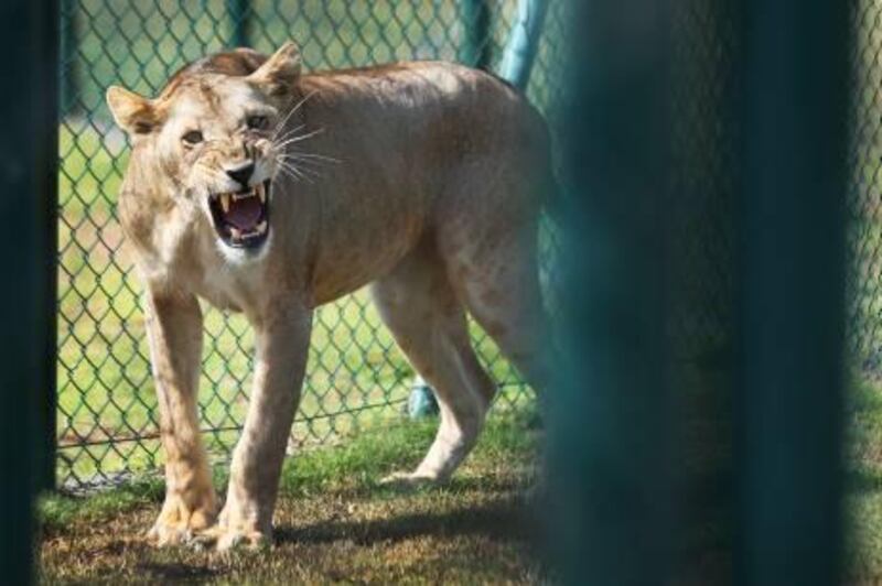 Abu Dhabi, United Arab Emitrates --- August 18, 2010 --- One year later, Lilac, the lion cub that had her teeth filed down by the previous owner and was rescued from that owner, at the Abu Dhabi Wildlife Centre on Wednesday, August 18, 2010.  ( Delores Johnson / The National )
