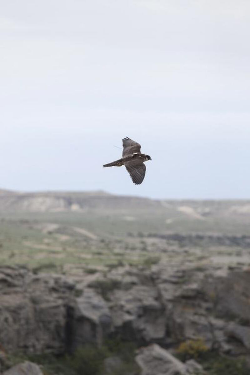 A male peregring falcon surveys the landscape as he is released back into the wild by falconers in Aktau, Kazakhstan. Silvia Razgova / The National