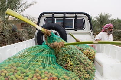 Liwa, United Arab Emirates, July 20, 2017:    Ali Al Mehri at his nephews farm in the Al Dhafra Region of Abu Dhabi on July 20, 2017. Al Mehri's nephew, Rashed Abdullah, won the heaviest branch competition at this year's Liwa Date festival whicgh runs from July 19th to 29th. Christopher Pike / The National

Reporter: Anna Zacharias
Section: News