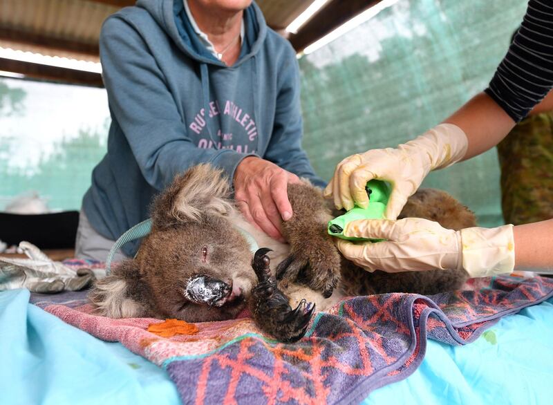 Vets and volunteers treat koalas at Kangaroo Island Wildlife Park on Kangaroo Island, southwest of Adelaide, Australia. Reuters