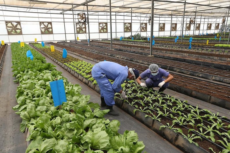 Farm workers working in the greenhouse area at the Al Dahra farm in Al Ain. Pawan Singh / The National