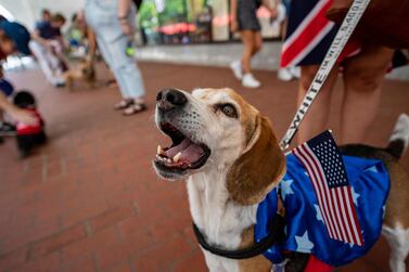 A beagle howls as it waits for the Patriotic Pooch Parade to begin in Boston, Massachusetts, on July 3, 2022.  - The event, part of Boston Harborfest, gave awards to dogs and their owners for Best in Show, Best Team, Most Creative, and Most Patriotic outfits.  (Photo by JOSEPH PREZIOSO  /  AFP)