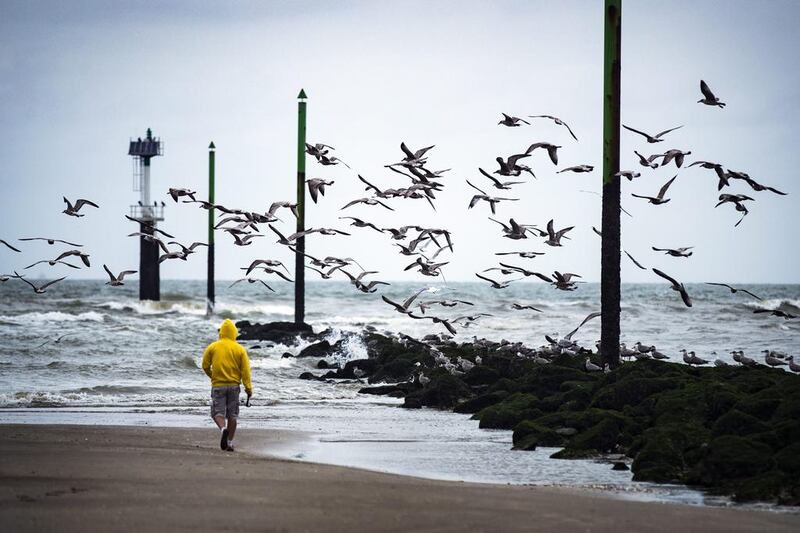 A fisherman walks on the beach scaring a flock of seabirds in Deauville, France. EPA