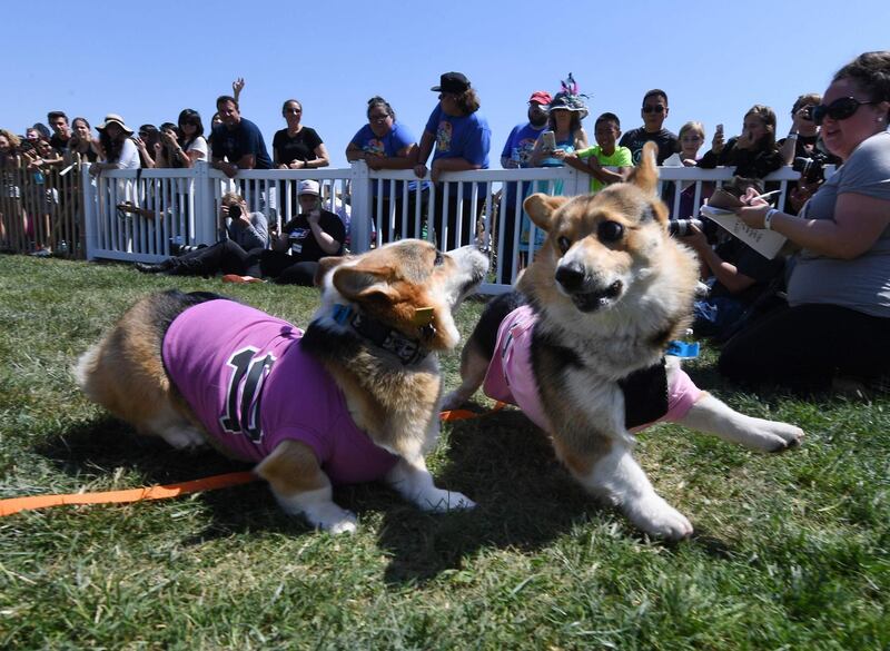 Two Corgi dogs collide as they cross the finish line during the SoCal 'Corgi Nationals' championship at the Santa Anita Horse Racetrack in Arcadia, California. The event saw hundreds of Corgi dogs compete for the fastest dog title at the 17 race event. Mark Ralston / AFP