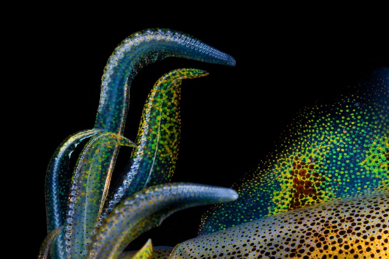 Winner, Portfolio, Matty Smith. An abstract portrait of a small bay squid.