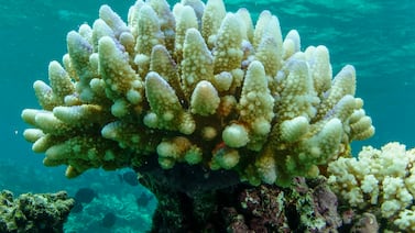 Bleached coral in the Great Barrier Reef off the east coast of Australia. AP