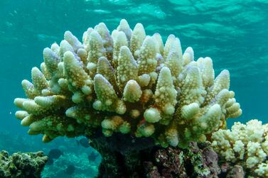 Bleached coral in the Great Barrier Reef off the east coast of Australia. AP