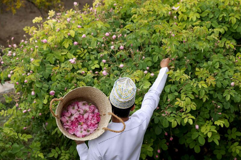 Rose blooms are harvested in April 