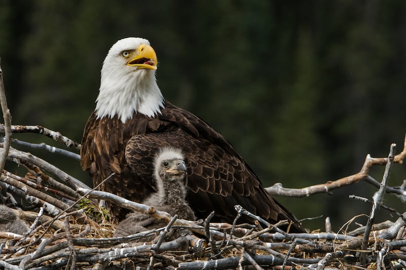 The American bald eagle now numbers more than 300,000 in the US.