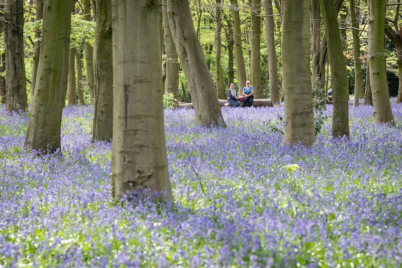 An early display of bluebells in Chalet Woods Wanstead Park, in north-east London. PA