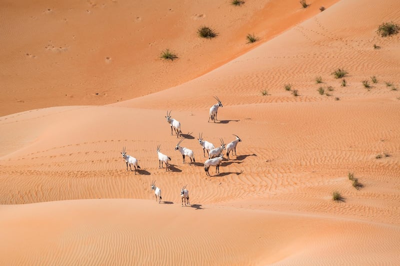 The numbers of Arabian oryx had increased by 22 per cent since the last aerial survey in March 2017. Courtesy, Environment Agency - Abu Dhabi