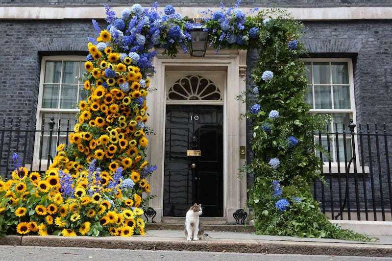 Larry the cat beneath an of Ukraine's national bloom, the sunflower, outside Number 10 Downing Street in London to mark Ukrainian Independence Day. AFP